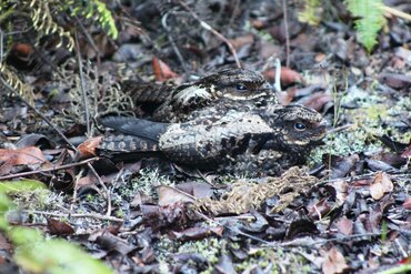 Sulawesi Satanic Nightjar, also: Heinrich's Nightjar (Eurostopodus diapolicus)