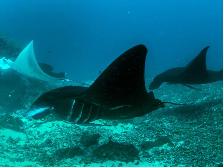 Papua Explorers Dive Resort: Mantas
