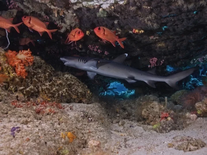  Sulawesi: Sea Souls Resort - Reef shark