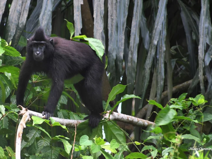 Sulawesi, Tangkoko National Park: Black Crested Macaque