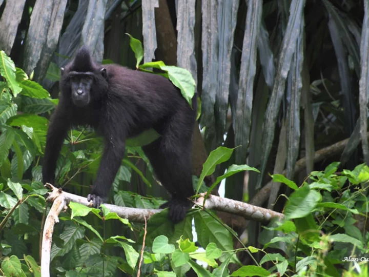 Indonesia: Black-crested Macaque 