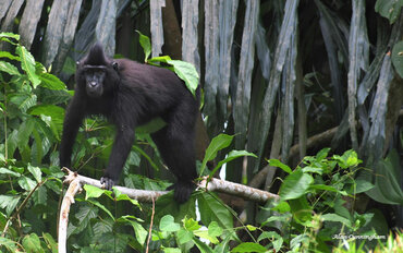 Indonesia: Endemic black-crested macaque 