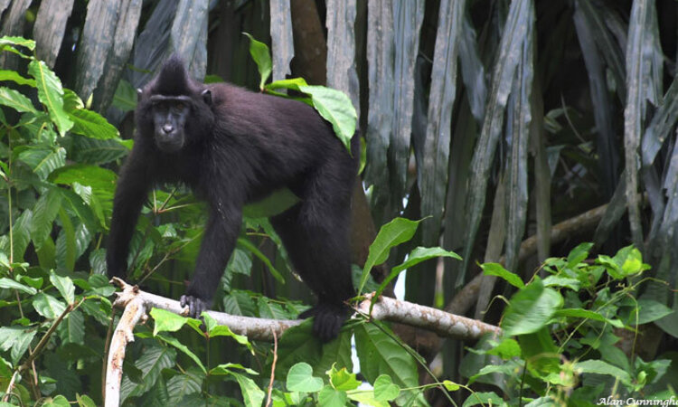 Indonesia: Black-crested Macaque 