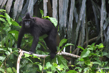 Indonesia: Black-crested Macaque 