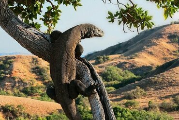Komodo Island: Komodo dragon climbing up tree