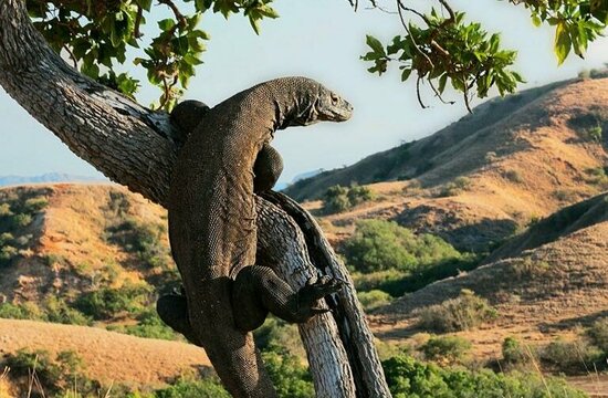 Insel Komodo: Komodowaran klettert auf Baum