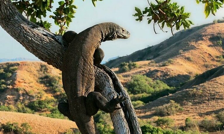Insel Komodo: Komodowaran klettert auf Baum