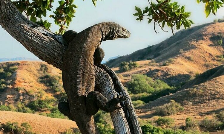 Komodo Island: Komodo dragon climbing up tree