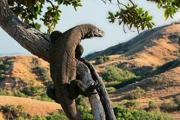 Insel Komodo: Komodowaran klettert auf Baum