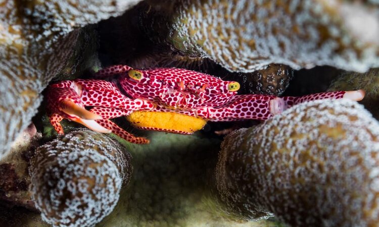 Coral Eye Resort, Bangka Island: Red crab on a dive