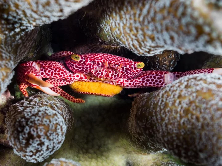 Coral Eye Resort, Bangka Island: Red crab on a dive