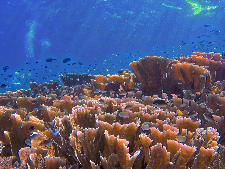  Cove Eco Resort, Raja Ampat: Coral Reef Paradise 
