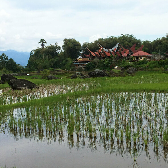 East Indonesia - Sulawesi: View of Toraja village and rice terrace