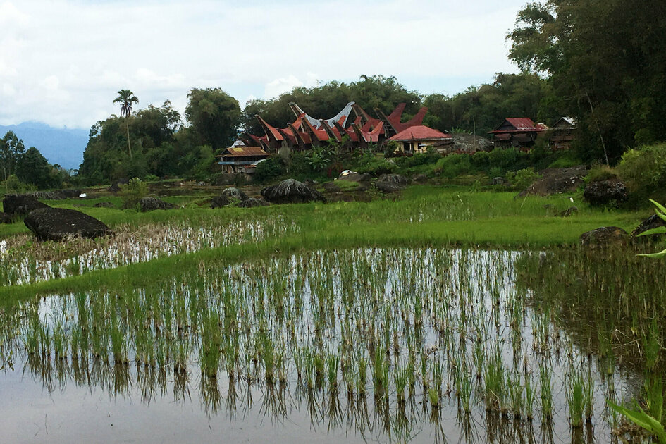 Sulawesi - Toraja Highlands: Typical Toraja village with rice field