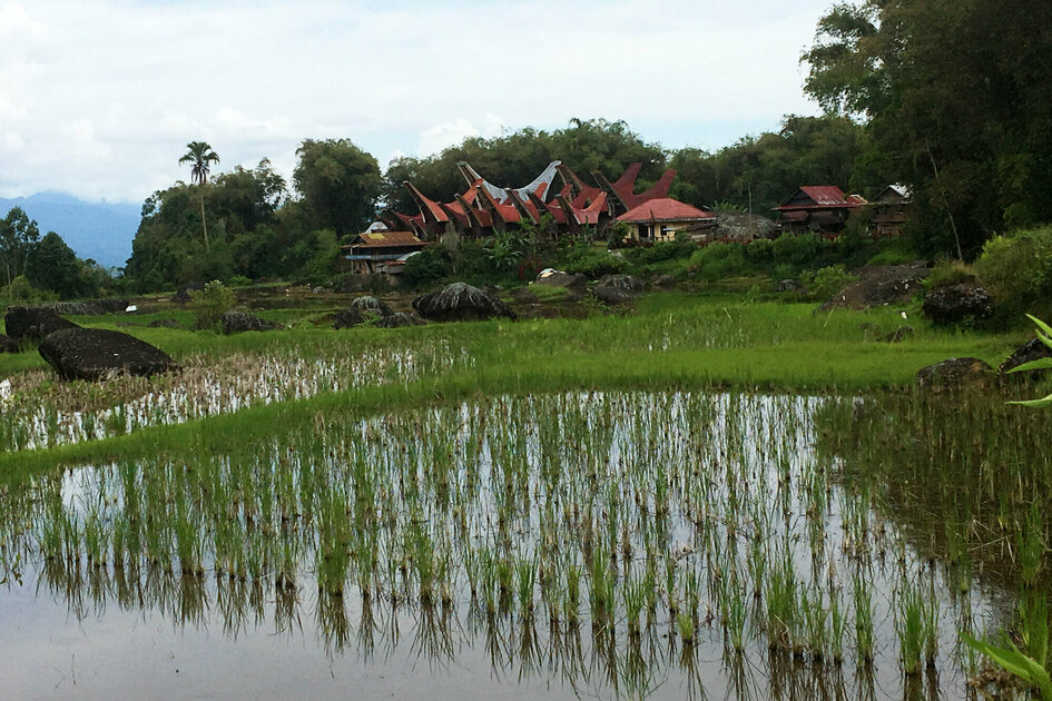 Sulawesi - Toraja Hochland: Typisches Toraja-Dorf mit Reisfeld