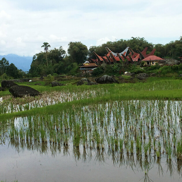 Ost-Indonesien - Sulawesi: Blick auf Toraja-Dorf und Reisterrasse