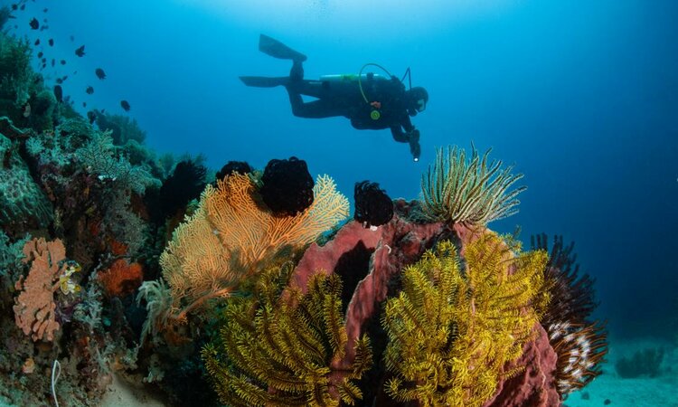 Indonesia, Morotai: Metita Resort - Dive Spot