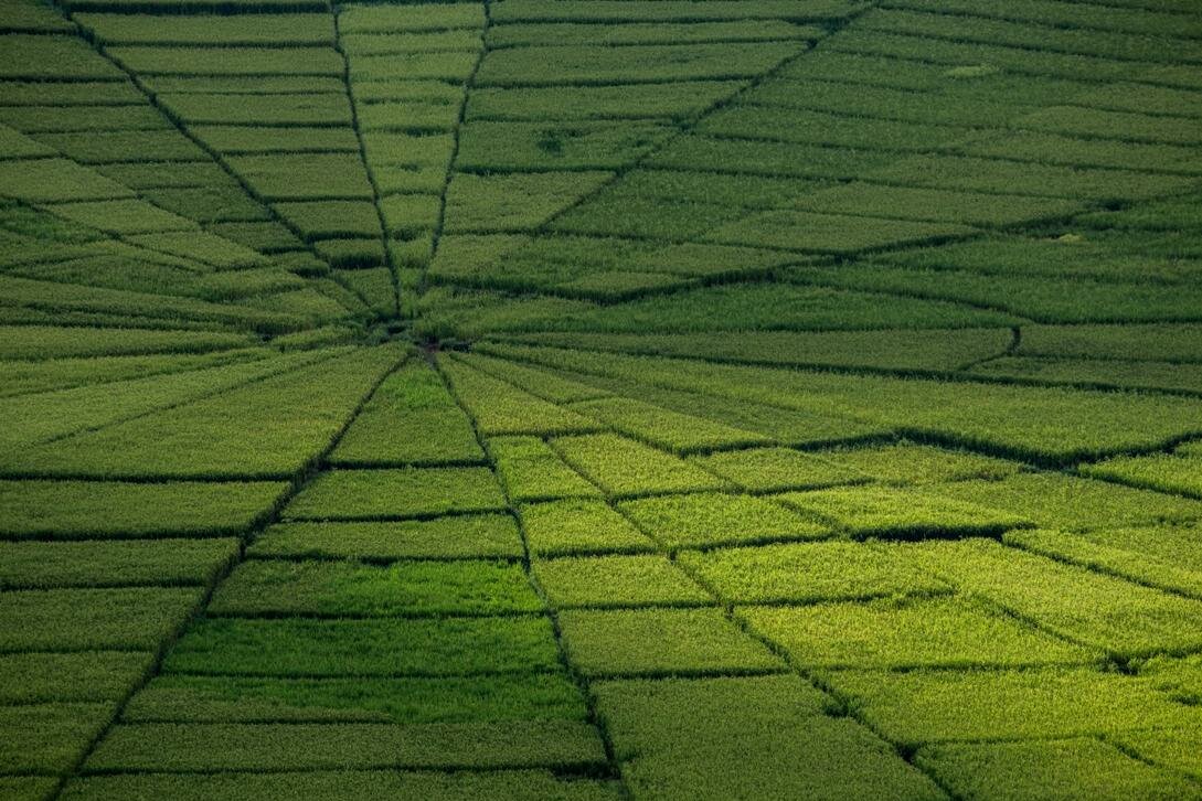  Flores' famous spider-net rice fields