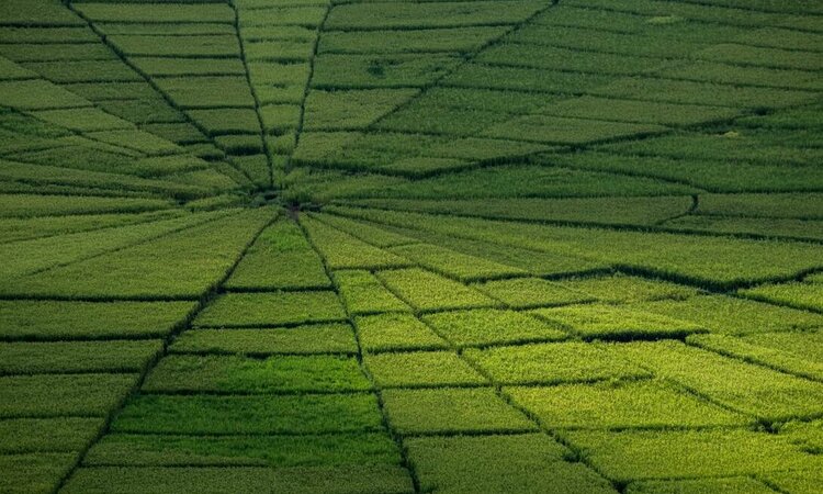 Flores' berühmte Spinn-Netz-Reisfelder