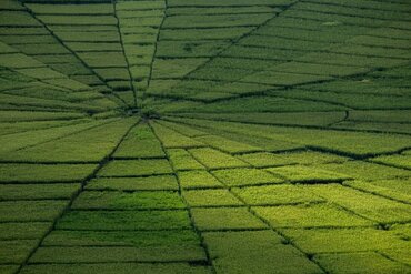 Flores' berühmte Spinn-Netz-Reisfelder