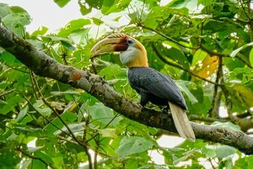 Papua Hornbill I Blyth's hornbill (Rhyticeros plicatus)
