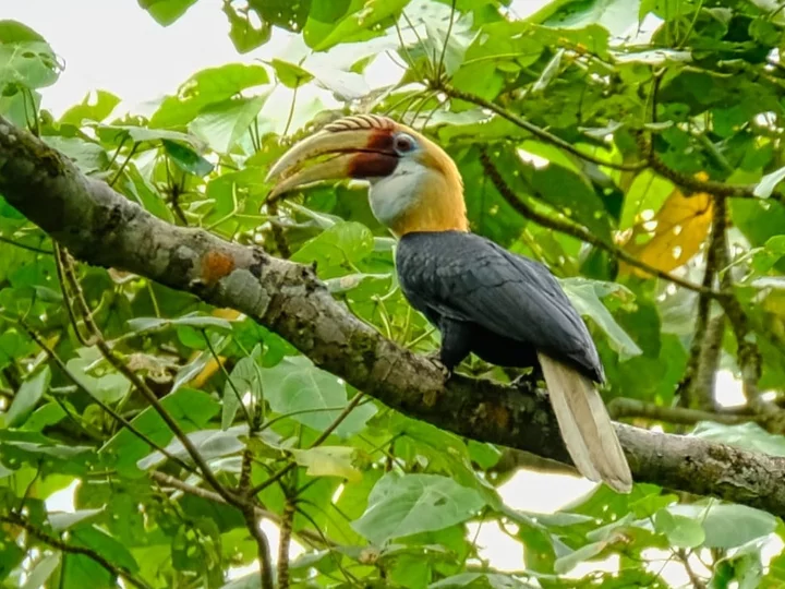 Papua Hornbill I Blyth's hornbill (Rhyticeros plicatus)