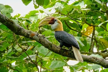 Blyth's hornbill (Rhyticeros plicatus) in Indonesia East of the Wallace Line
