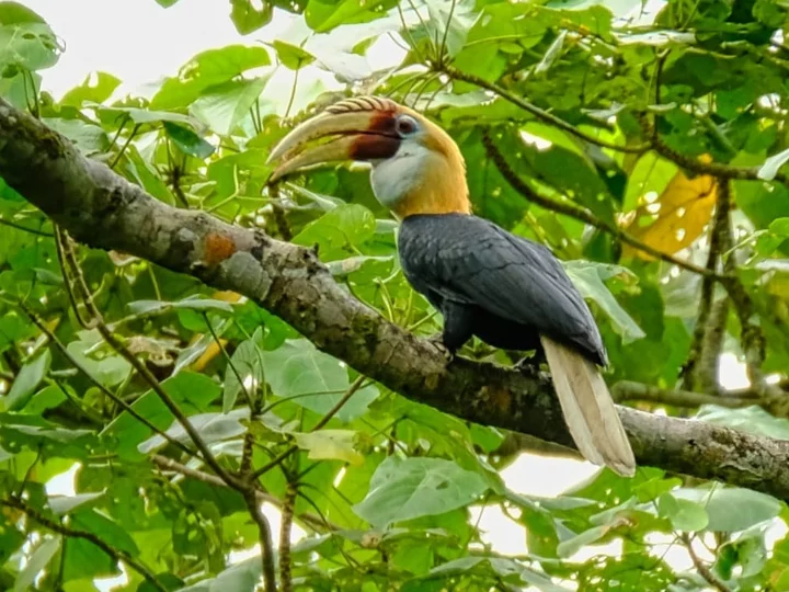 Papuan Hornbill, also Blyth’s Hornbill (Rhyticeros plicatus)