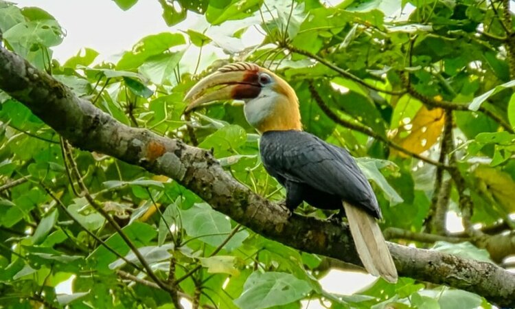 Blyth's hornbill (Rhyticeros plicatus) in Indonesia East of the Wallace Line