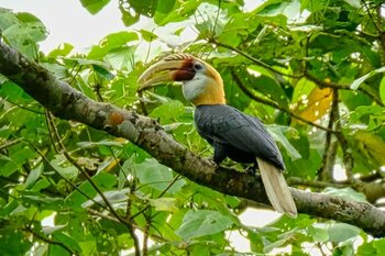 Papua Hornbill I Blyth's hornbill (Rhyticeros plicatus)
