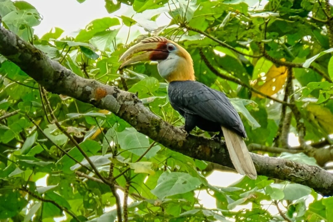 Papuan Hornbill, also Blyth’s Hornbill (Rhyticeros plicatus)