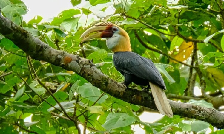 Papua Hornbill I Blyth's hornbill (Rhyticeros plicatus)