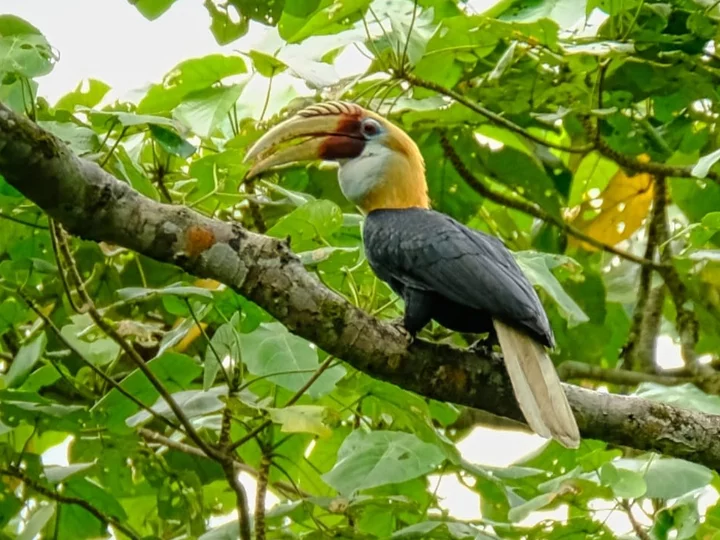 Papua Hornbill I Blyth's hornbill (Rhyticeros plicatus)