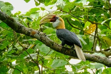 Papua Hornbill I Blyth's hornbill (Rhyticeros plicatus)