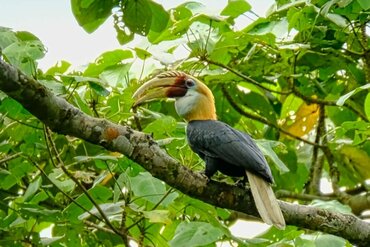 Papuan Hornbill, also Blyth’s Hornbill (Rhyticeros plicatus)