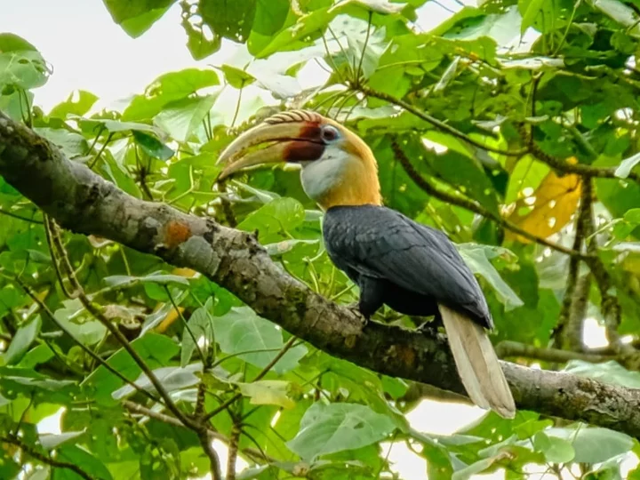 Blyth's hornbill (Rhyticeros plicatus) in Indonesia East of the Wallace Line