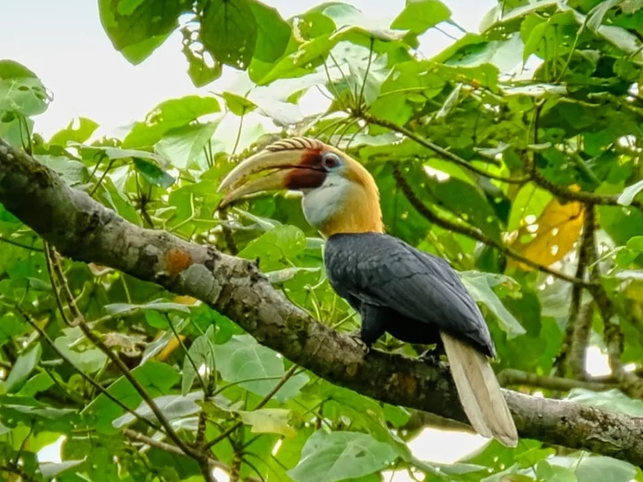 Papuan Hornbill, also Blyth’s Hornbill (Rhyticeros plicatus)