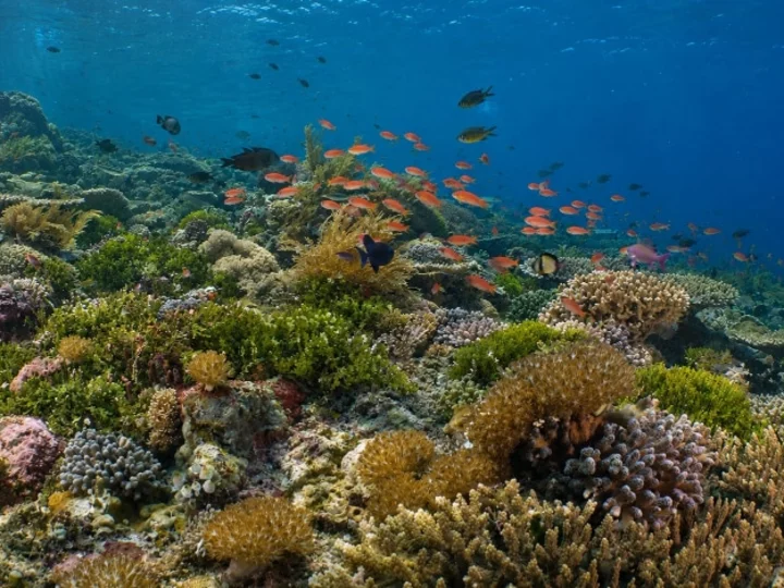Alor Tanapi Dive Resort Underwater Garden