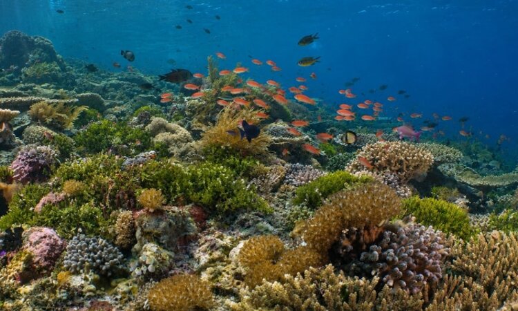 Alor Tanapi Dive Resort Underwater Garden