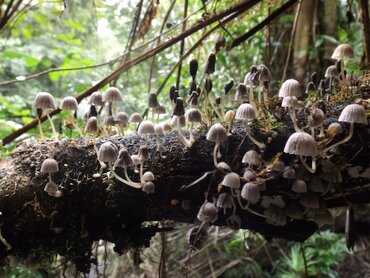 Sulawesi, Bogani Nani Wartabone National Park: Jungle mushrooms