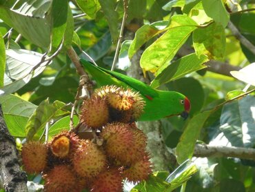Sulawesi Pygmy Hanging Parrot (Loriculus exilis)