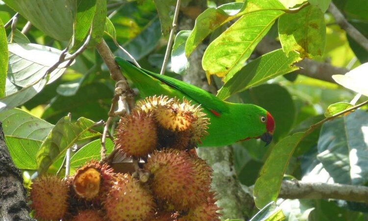 Sulawesi Pygmy Hanging Parrot (Loriculus exilis)