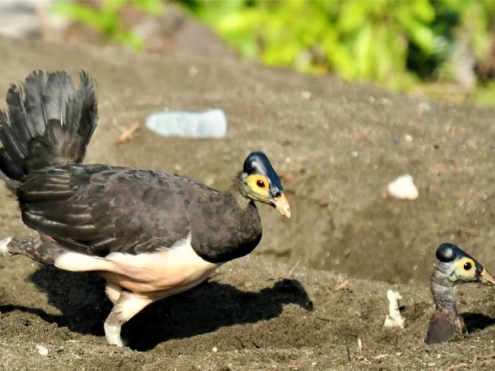 Indonesien: Sulawesi Maleo
