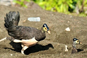 Indonesien: Sulawesi Maleo