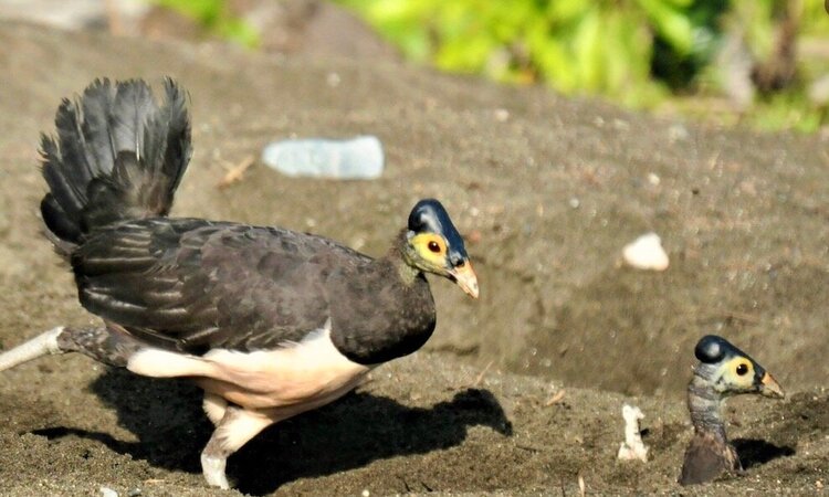 Indonesien: Sulawesi Maleo