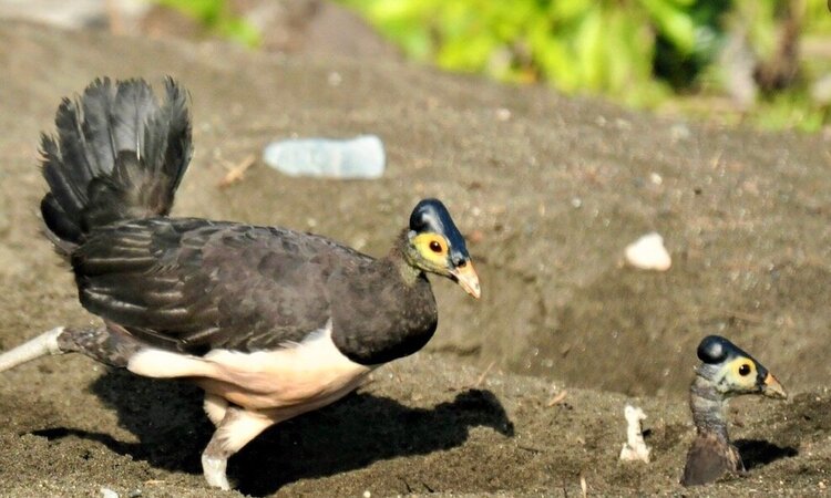 Indonesia: Sulawesi Maleo
