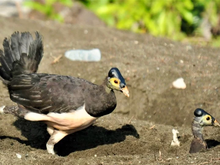 Indonesia: Sulawesi Maleo