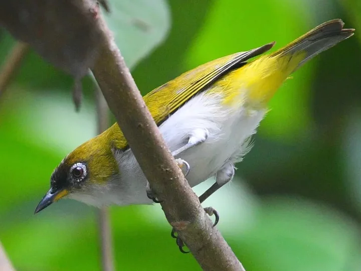 Moluccas: Halmahera White Eye (Zosterops atriceps fuscifrons)