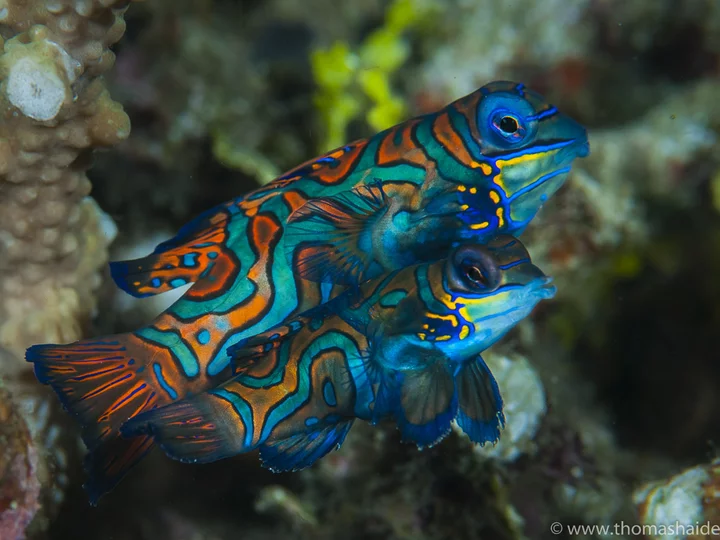  Raja Ampat: Mandarin Fish