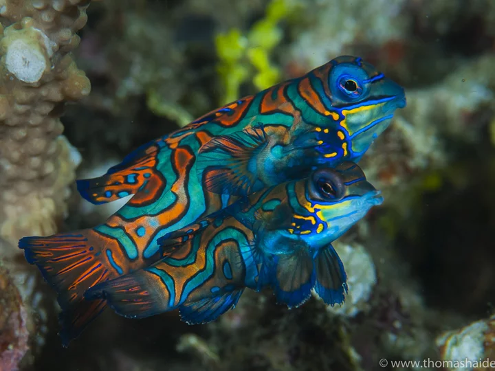 Raja Ampat: Mandarin Fisch